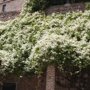 Fallopia aubertii
